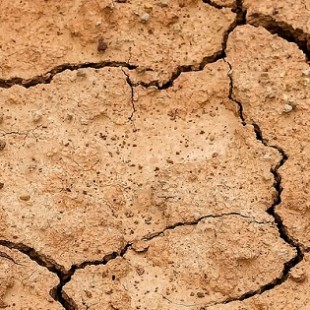 Всемирный день борьбы с опустыниванием и засухой | Экологический калейдоскоп «Живые синоптики: растения-барометры, растения-часы»