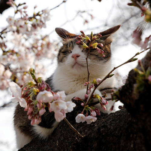 Мастер-класс «Аромат весны»