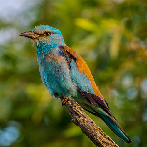 1 апреля – познавательный час «Бердвотчинг – хобби интеллектуалов»