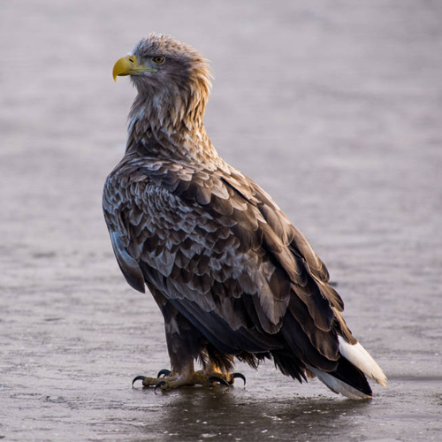 Познавательный час «Бердвотчинг – хобби интеллектуалов»