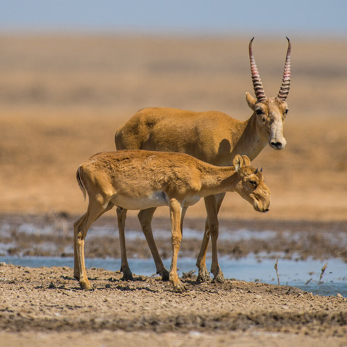 Урок-путешествие «ЭКОприключение»