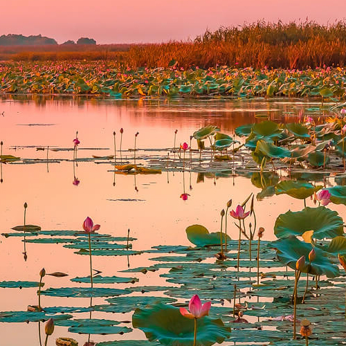 Час занимательной экологии «Загадки природы родного края»
