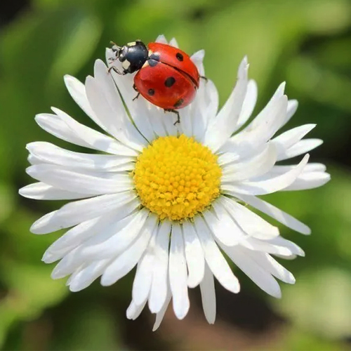 От ромашки до букашки