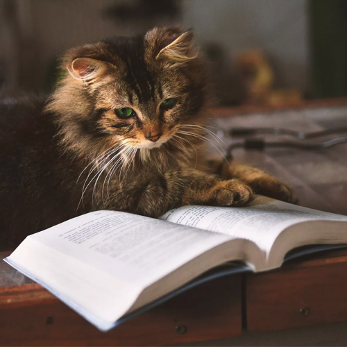 КОТОпрограмма «Гуляют кошки по страницам»