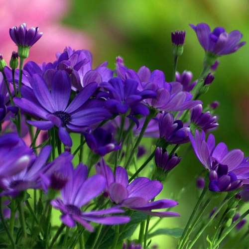 Час красоты «Поговорим о языке цветов»