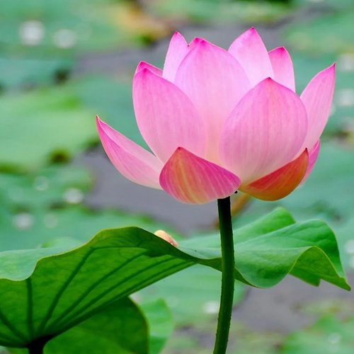 Учебно-игровая программа «Загадки древнего цветка»